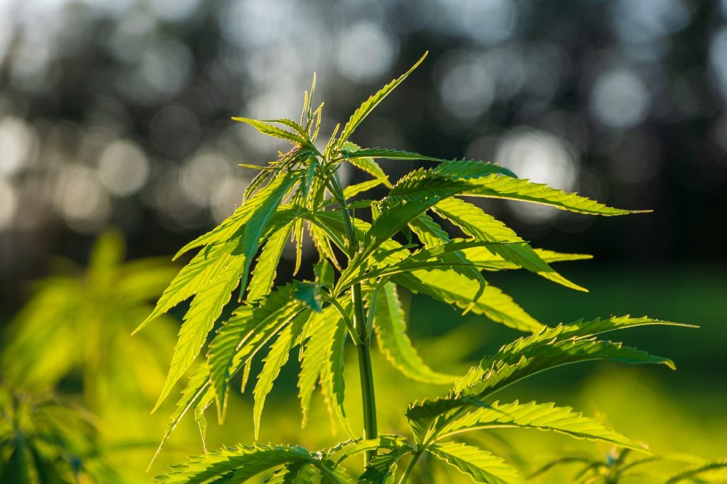 medical-marijuana-pain-management