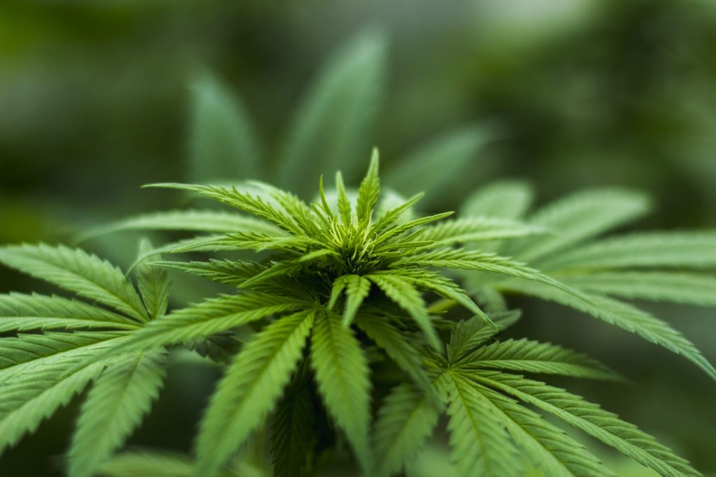 medical-marijuana-pain-management