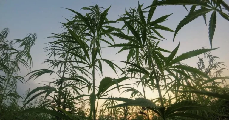 what is cannabis