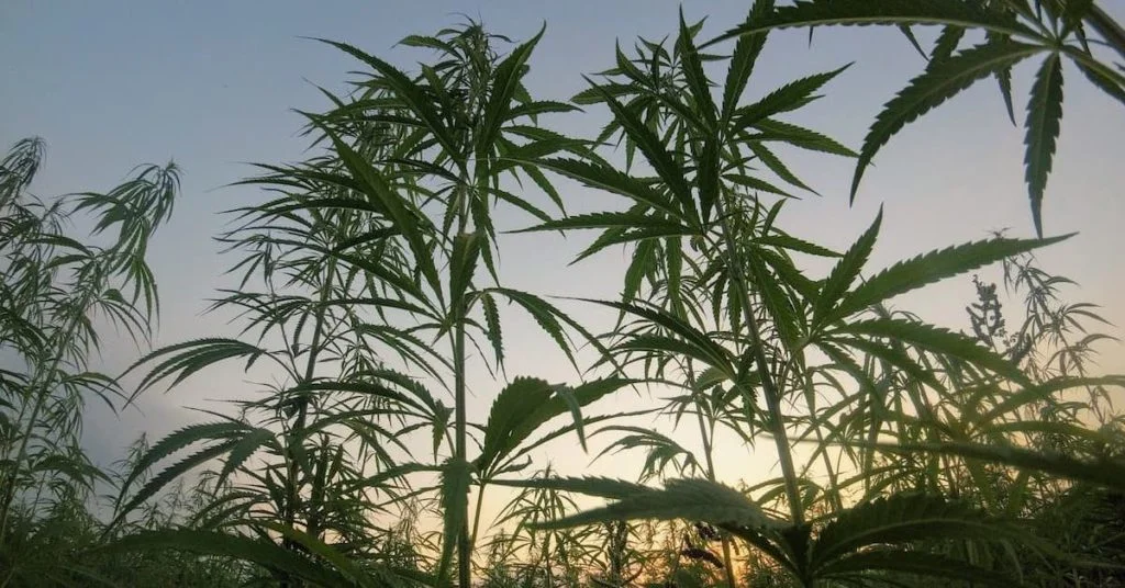 what is cannabis