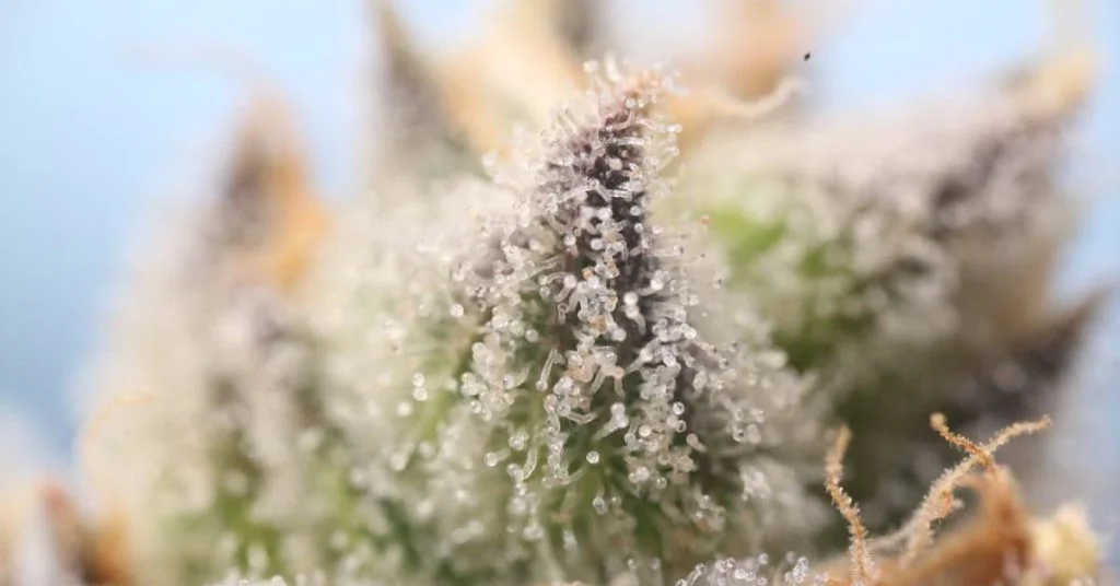 Cannabis Terpenes