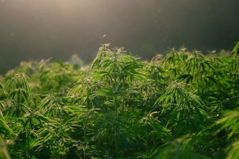 hemp 5675705 1920