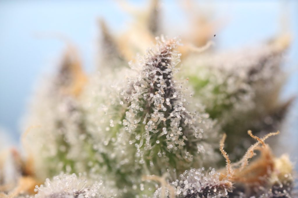 medical-marijuana-for-cancer 