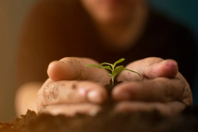 Cloning a Weed Plan