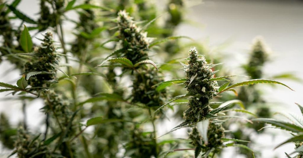marijuana laws new jersey
