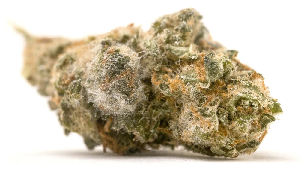 mold on weed