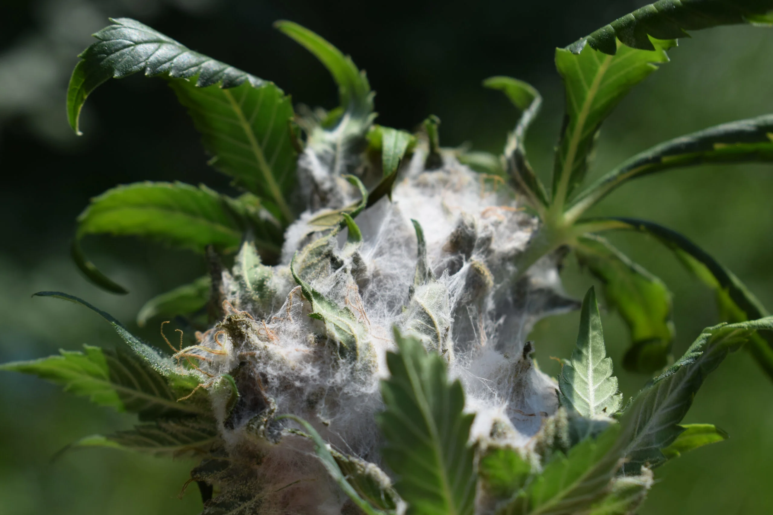 mold on weed