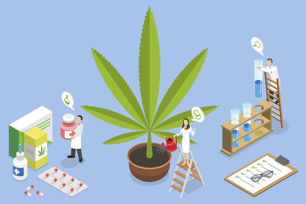 Male Weed Plants