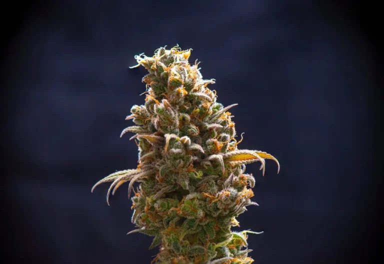 sour diesel strain