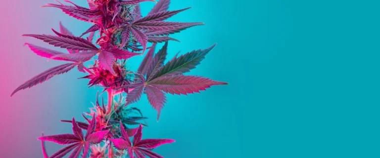 runtz strain