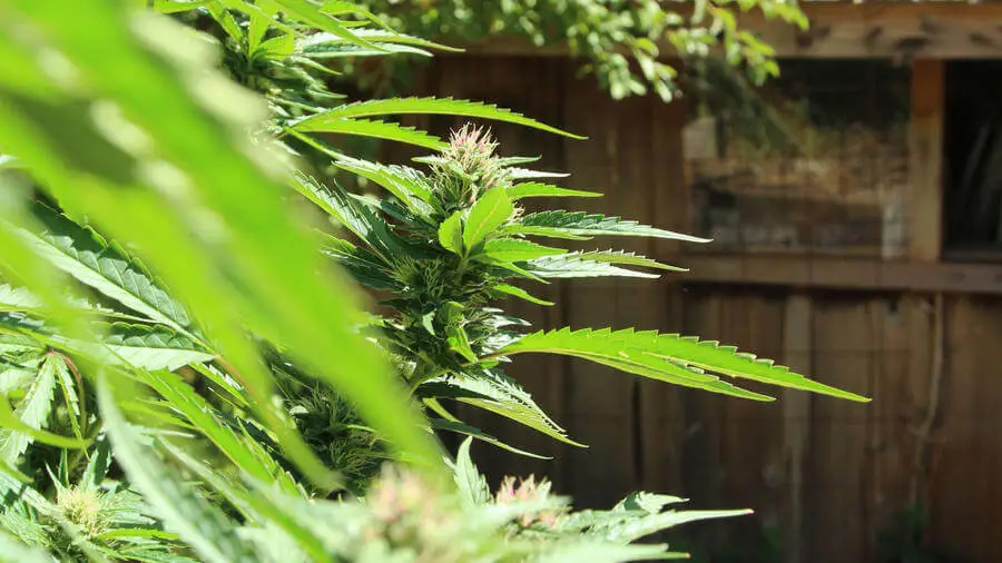 cannabis