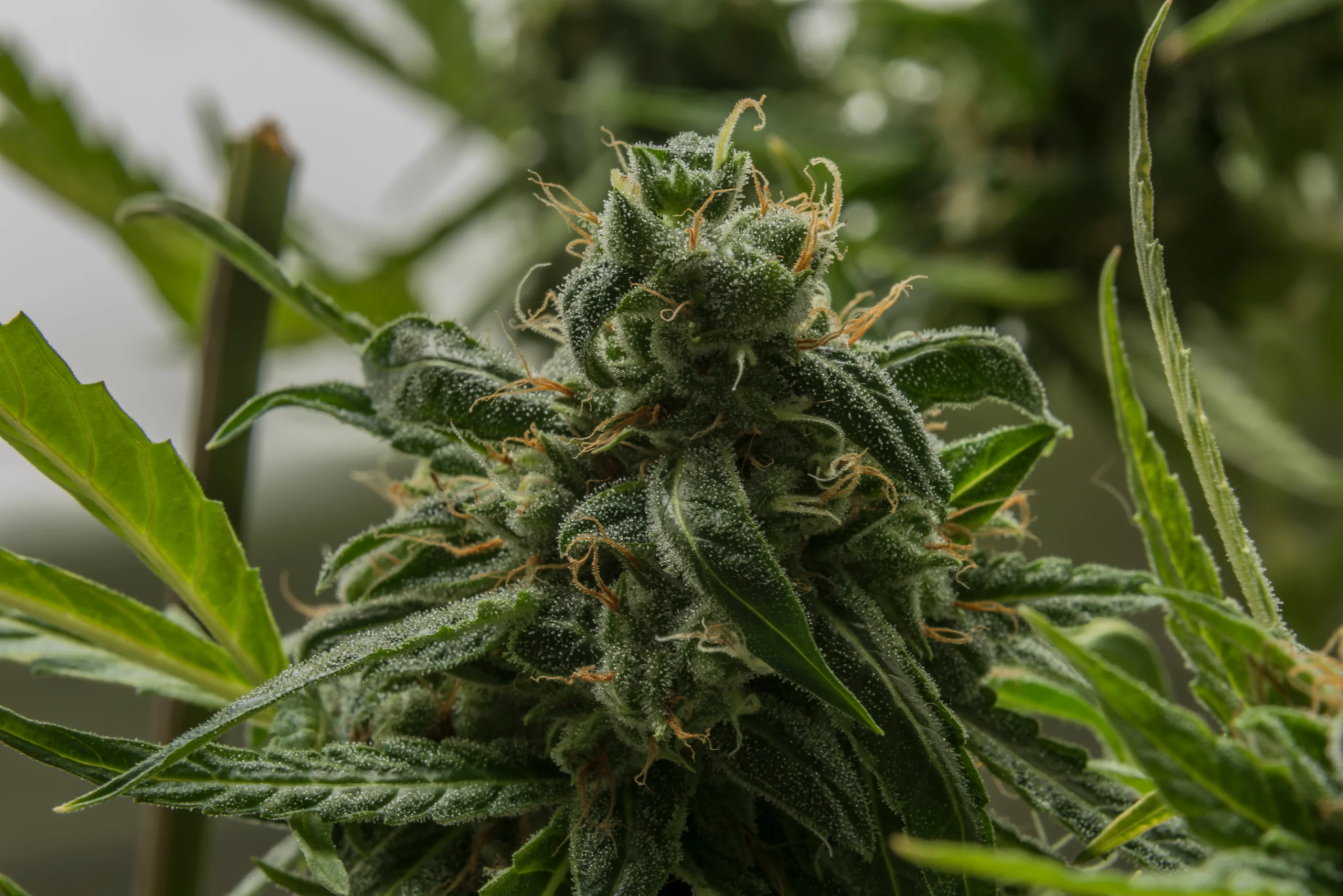 Picture of a marijuana leaf with a nugget growing.