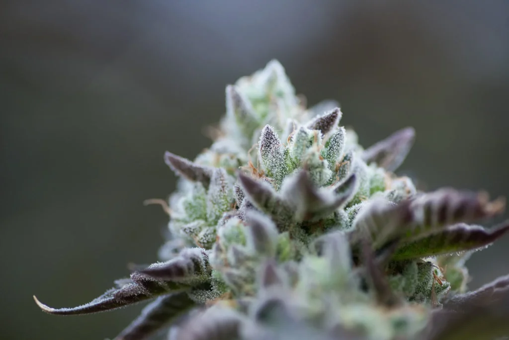 wedding cake strain