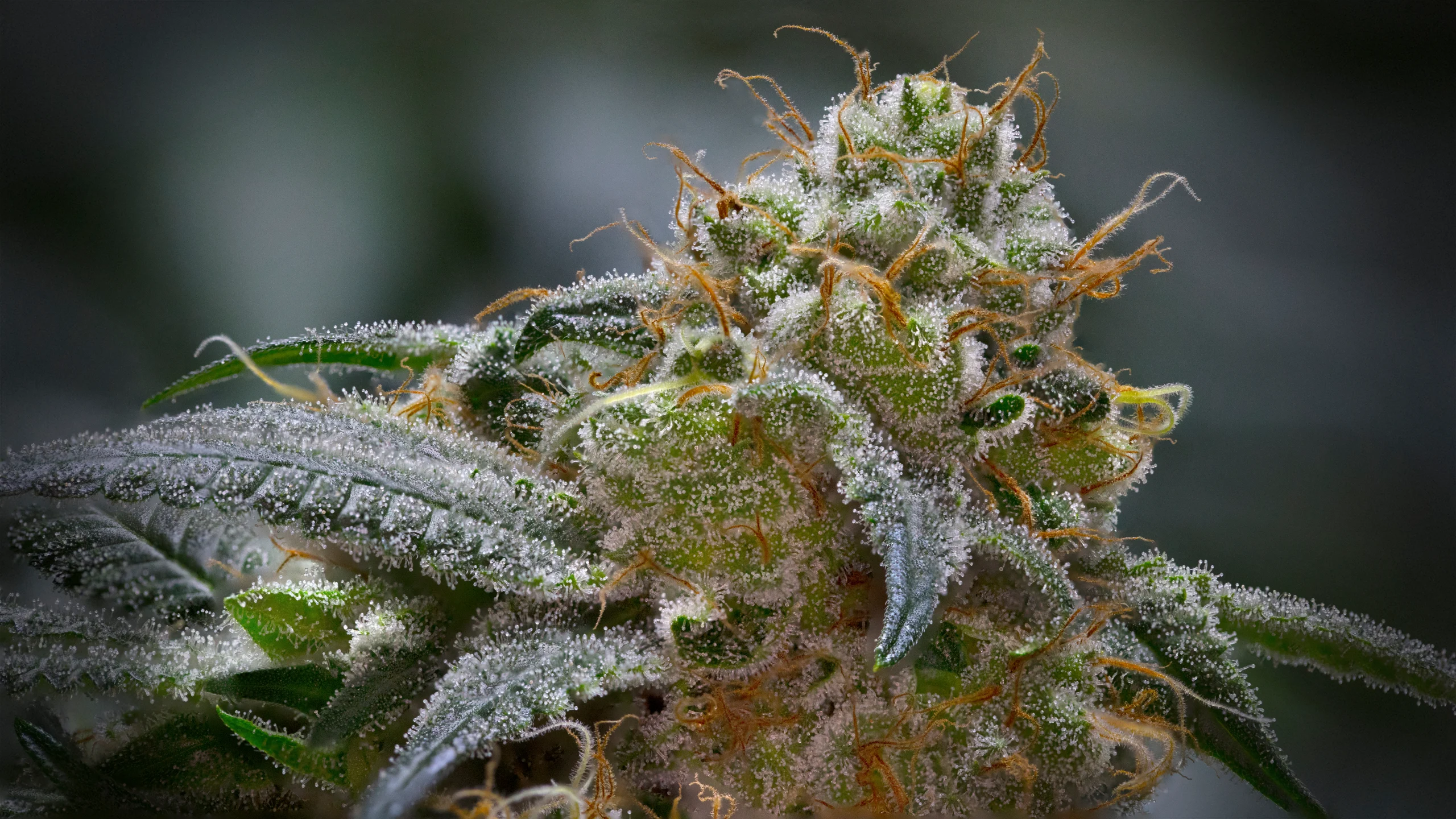 gorilla glue strain