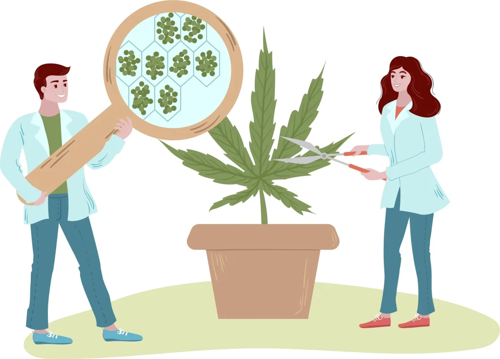 male weed plants