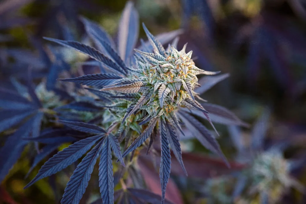 wedding cake strain