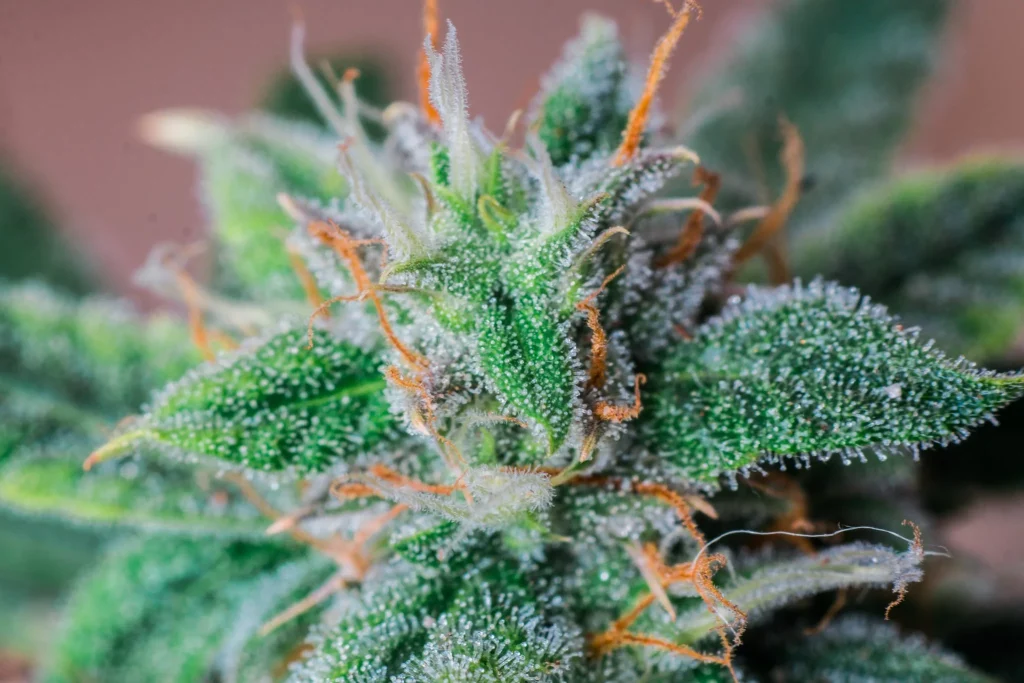 Blue Dream strain