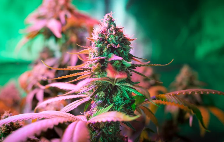 White Widow strain