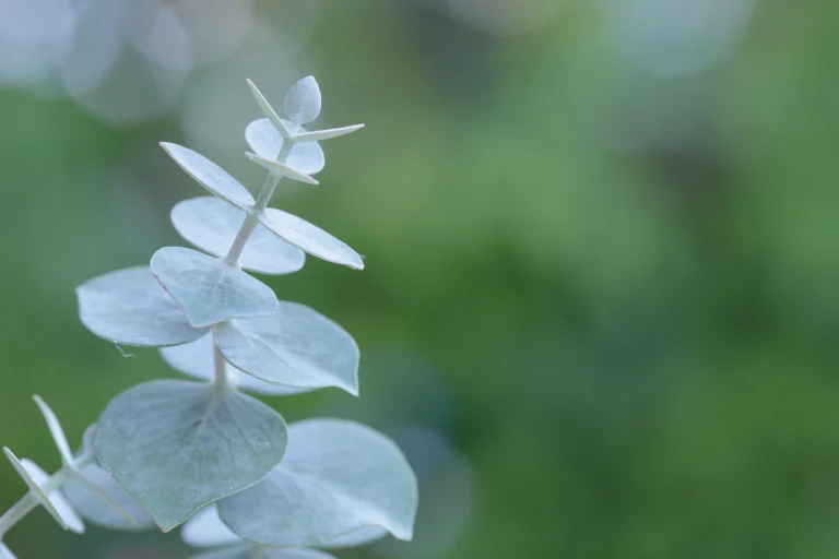 eucalyptol terpene