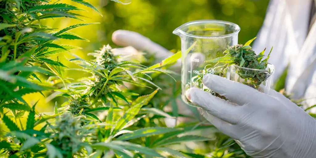 thc in your system