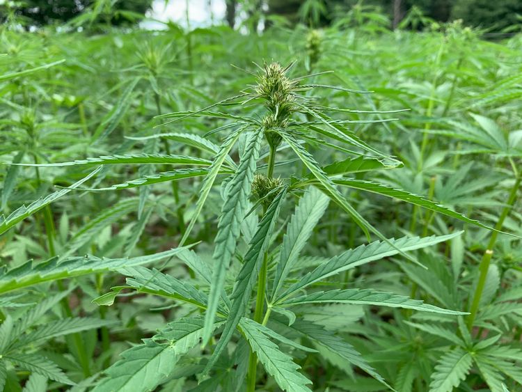 what-is-hemp