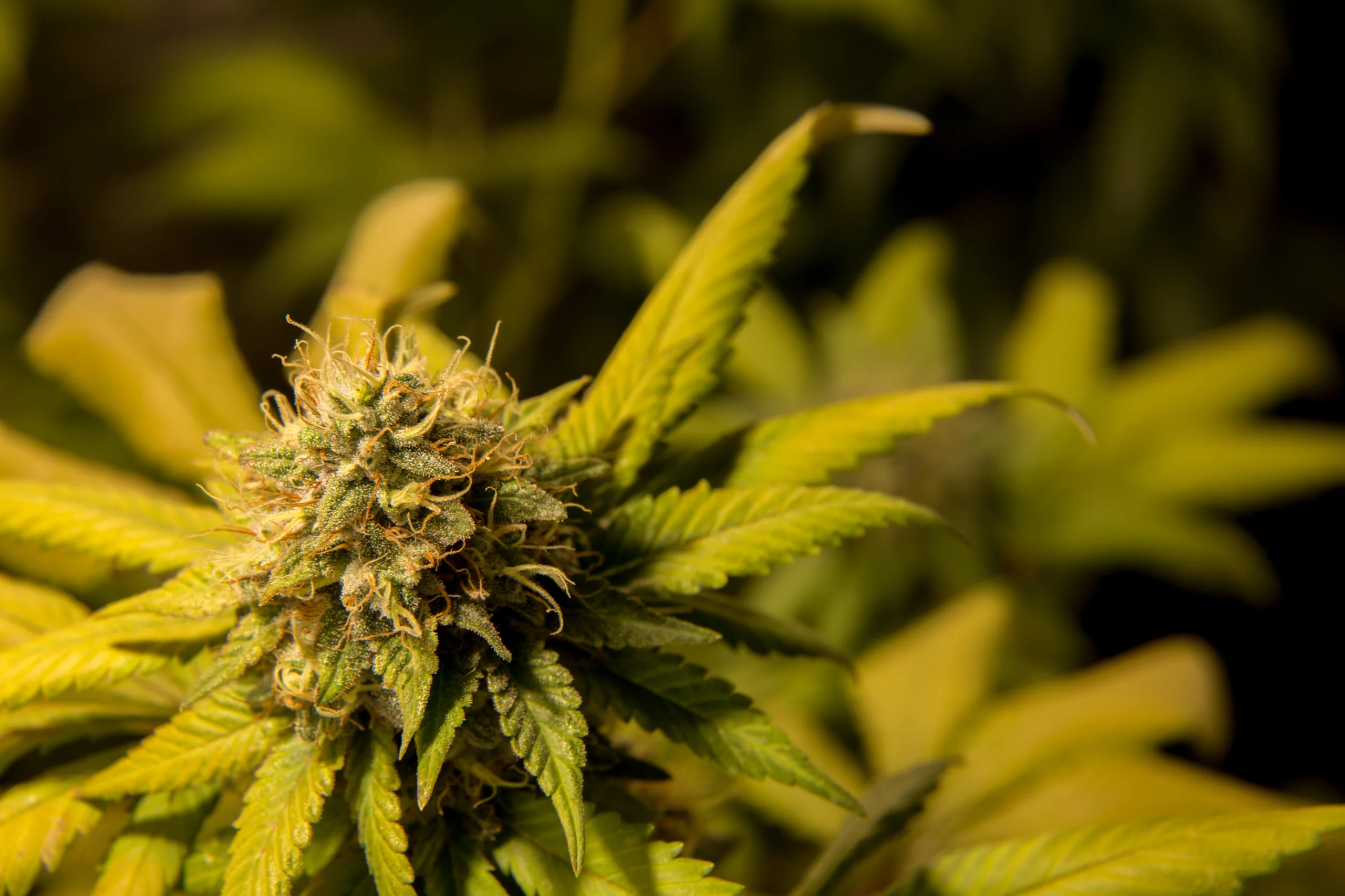 Northern Lights strain up-close