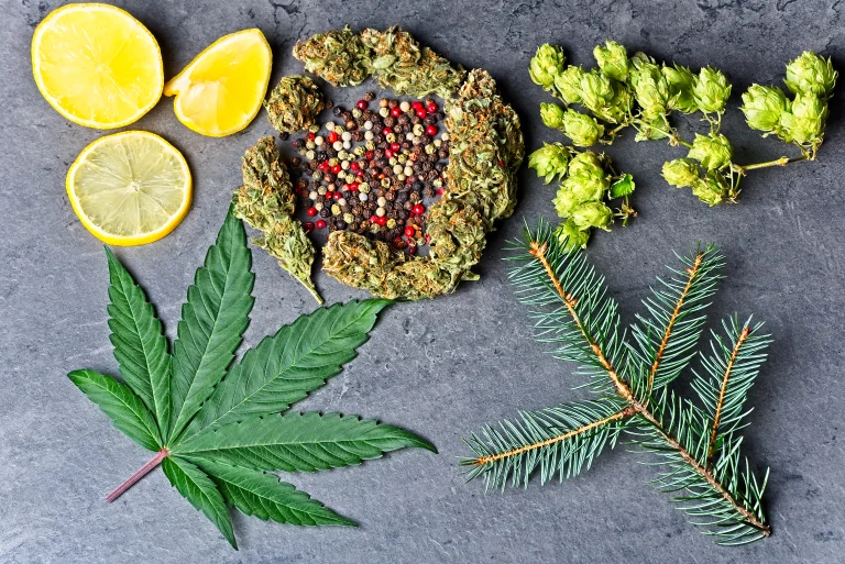 Nerolidol terpene