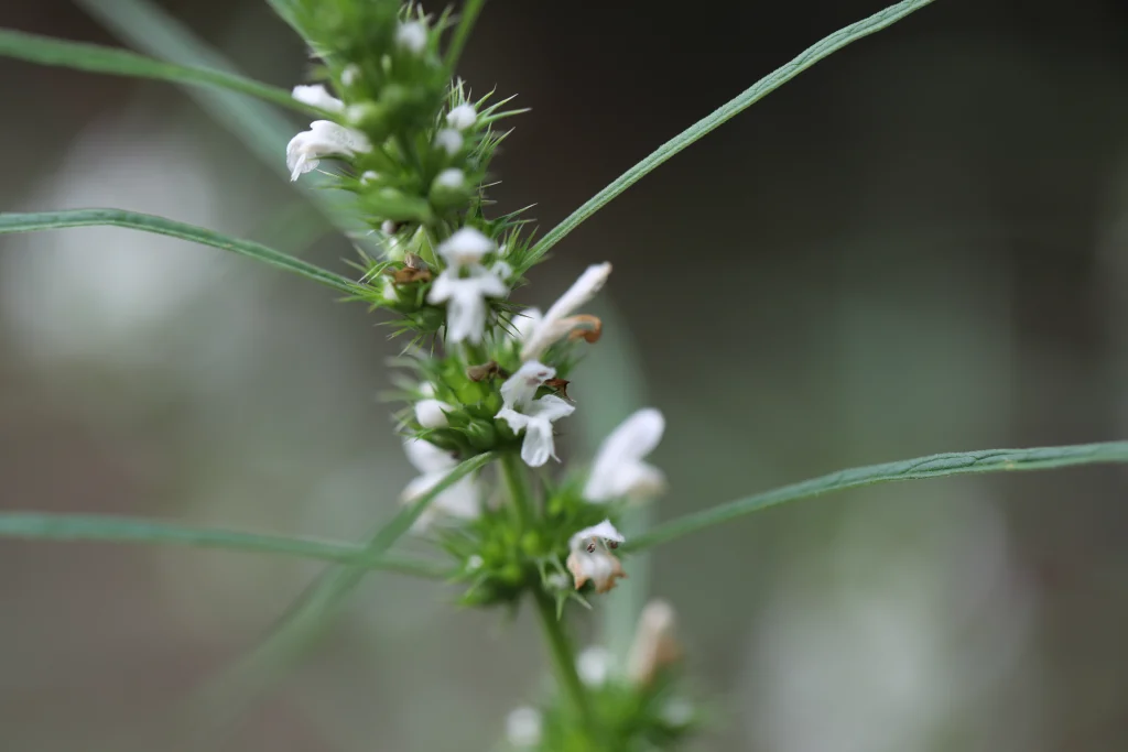 terpinolene terpene