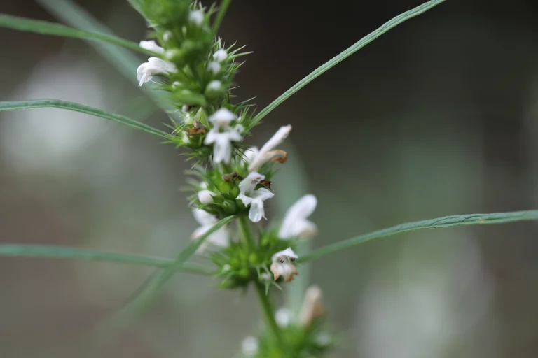 terpinolene terpene