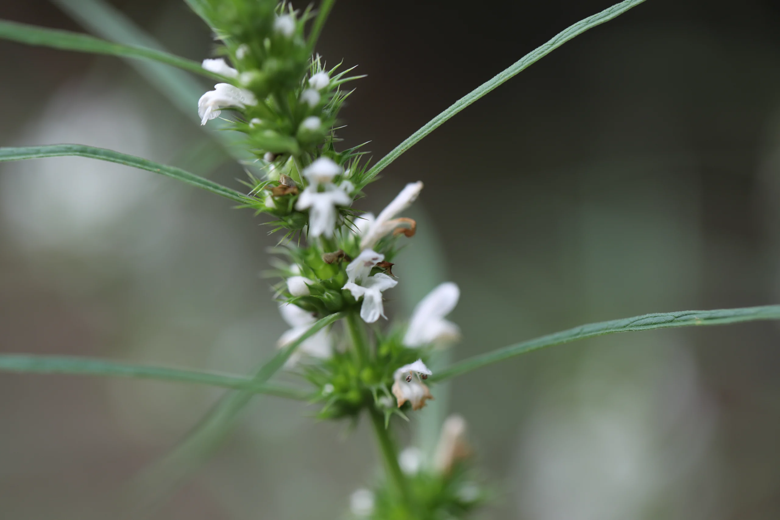 terpinolene terpene