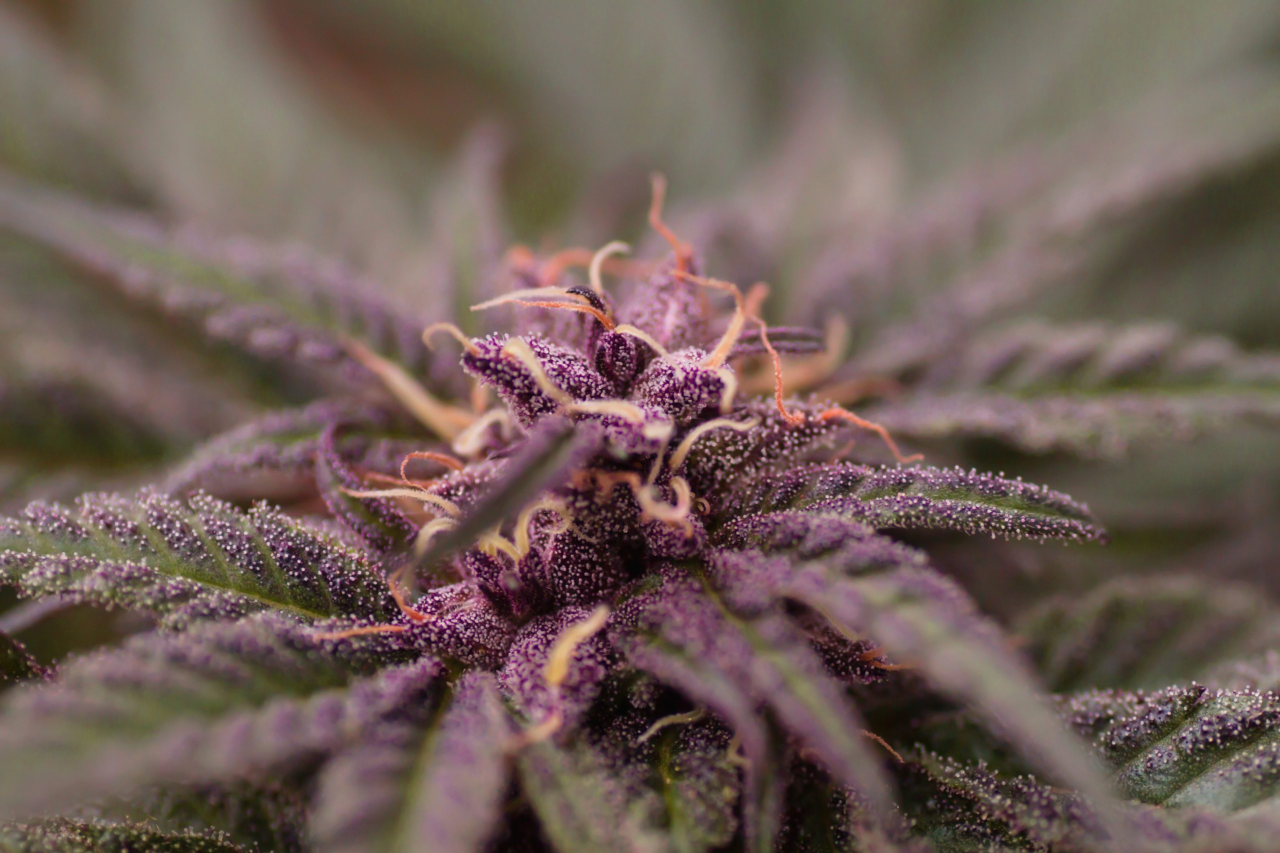 Purple Urkle strain
