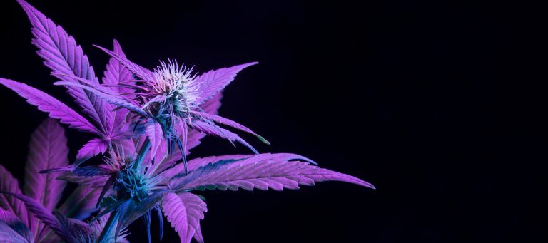 Purple Urkle strain