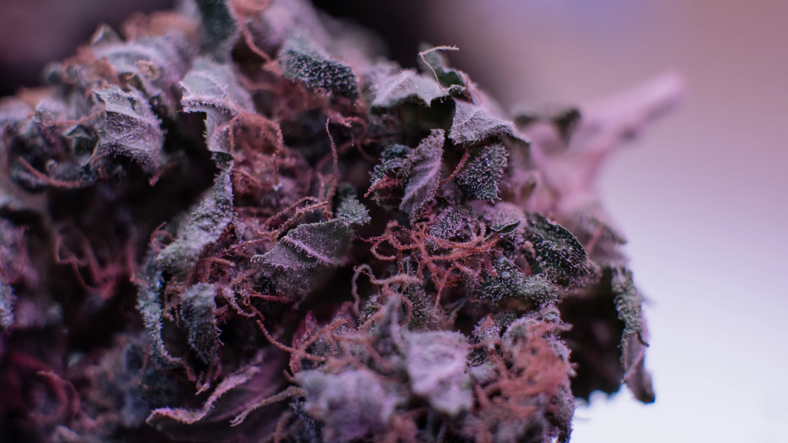 purple haze strain