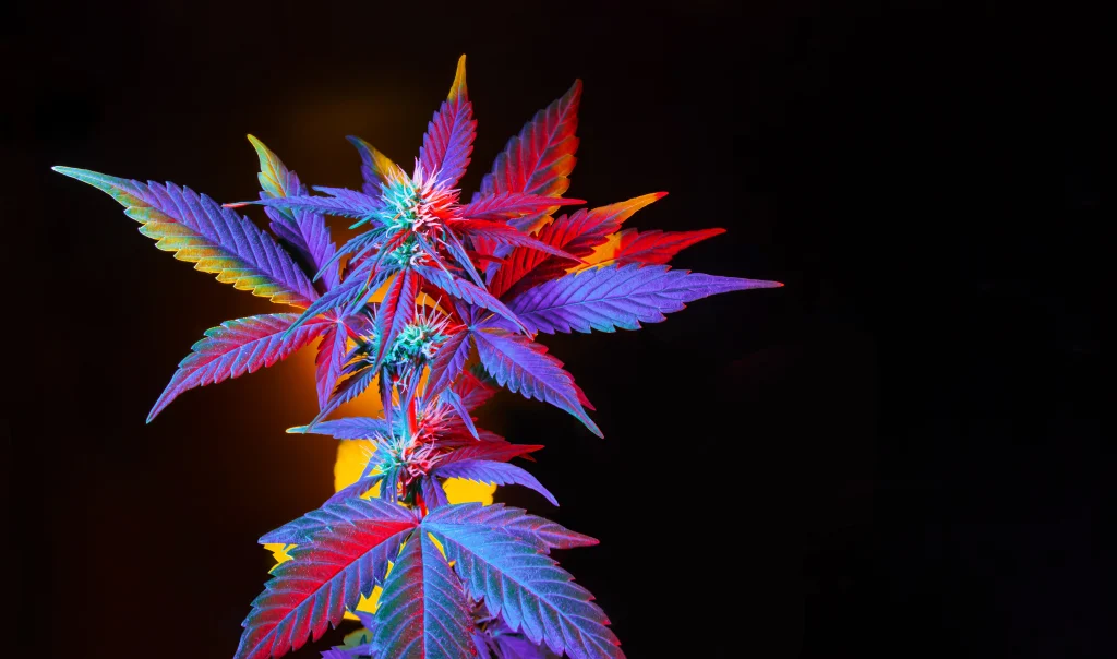 best hybrid weed