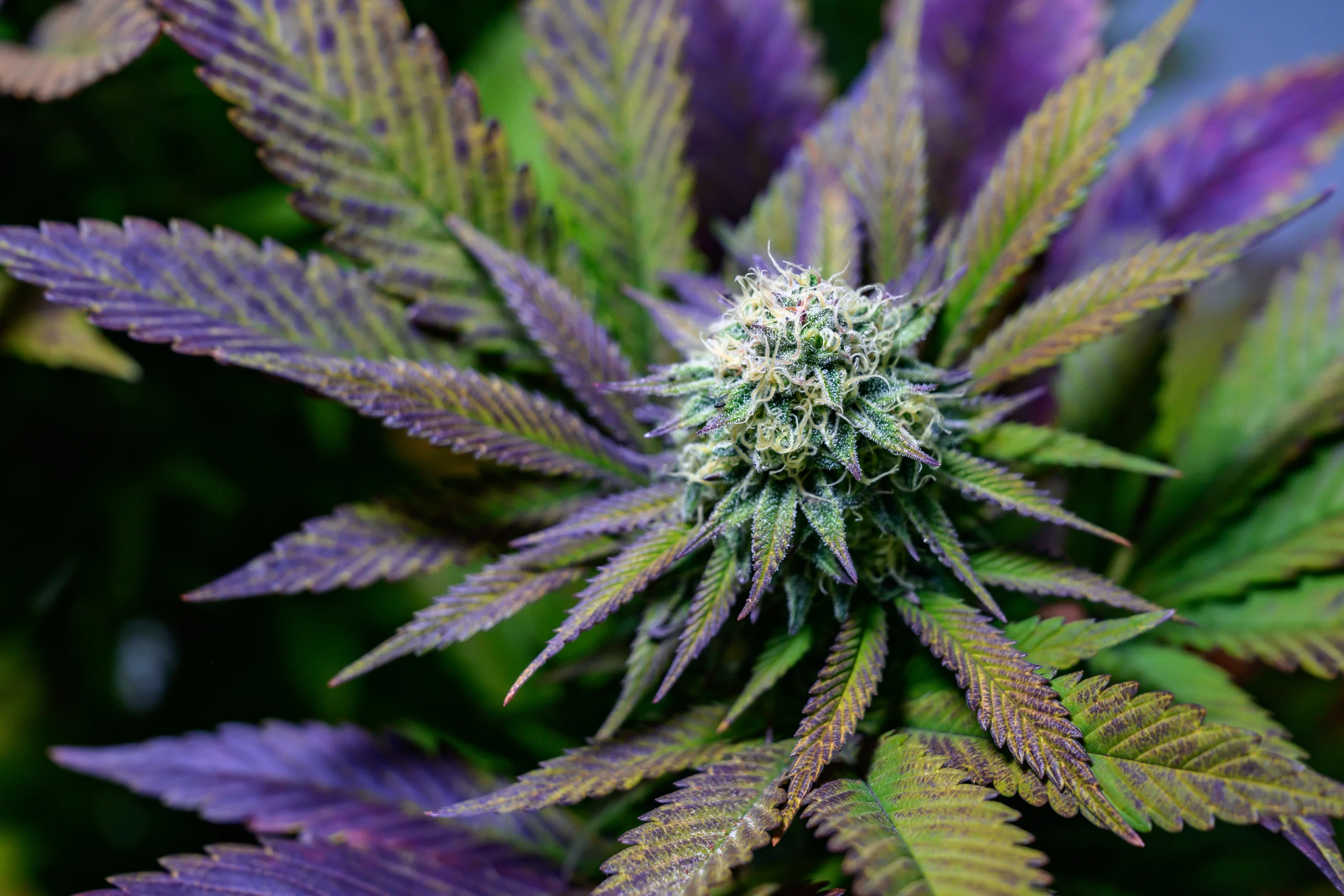 bruce banner strain