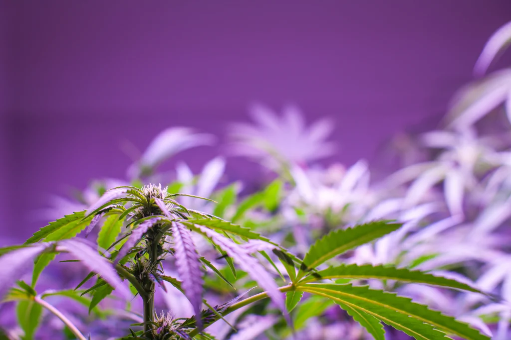 purple haze strain