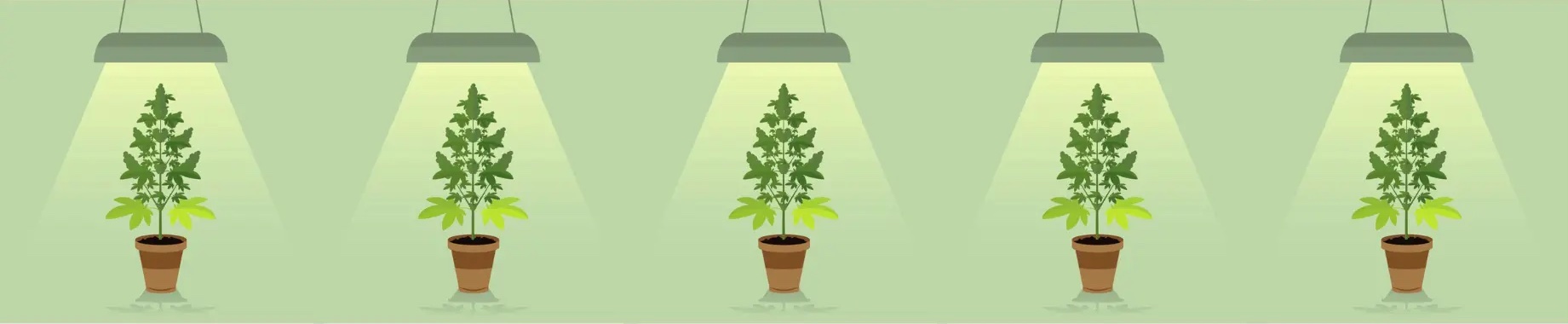 indoor vs. outdoor weed